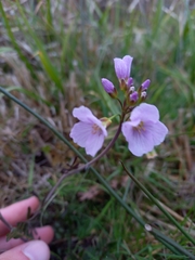 Cardamine pratensis