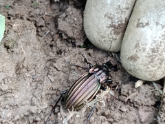 Carabus melancholicus