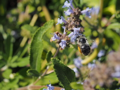 Habropoda miserabilis