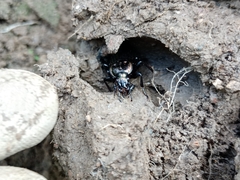 Carabus melancholicus