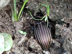 Carabus melancholicus