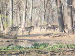 Equus quagga crawshayi