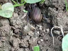 Carabus melancholicus