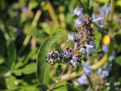 Habropoda miserabilis