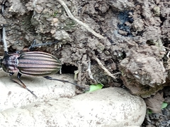 Carabus melancholicus