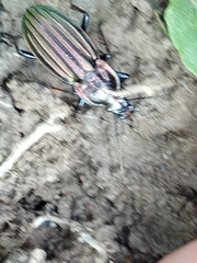 Carabus melancholicus