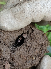 Carabus melancholicus