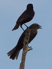 Leistes militaris