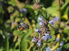 Habropoda miserabilis