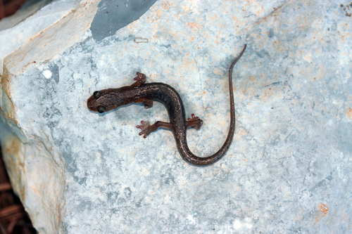 Sistema Purificación Salamander