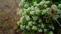 Crassula sarcocaulis