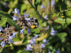 Habropoda miserabilis