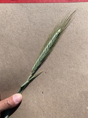 Hordeum vulgare