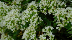 Crassula sarcocaulis