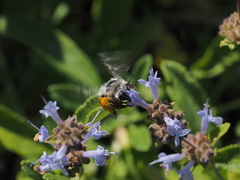 Habropoda miserabilis