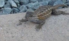 Sceloporus occidentalis