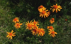 Jacobaea abrotanifolia