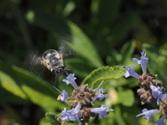 Habropoda miserabilis