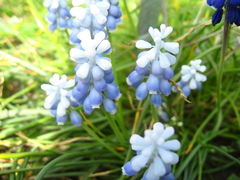 Muscari azureum
