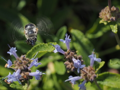 Habropoda miserabilis