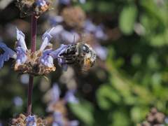 Habropoda miserabilis