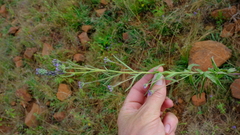 Buchnera longespicata