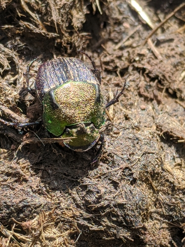 Rainbow scarab
