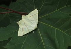 Ourapteryx sambucaria