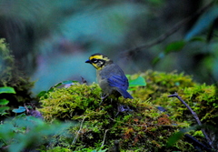 Atlapetes citrinellus