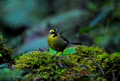 Atlapetes citrinellus