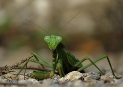 Sphodromantis viridis