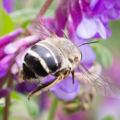 Anthophora fulvitarsis
