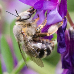 Anthophora fulvitarsis