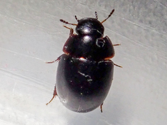 Coelostoma orbiculare