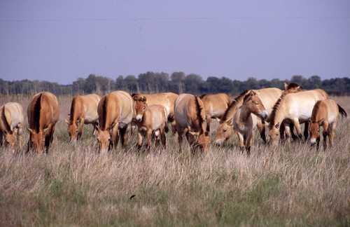 Przewalski's Horse (Equus przewalskii)