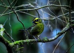 Atlapetes citrinellus