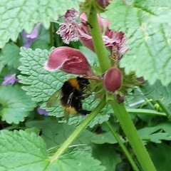 Bombus haematurus