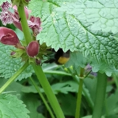 Bombus haematurus