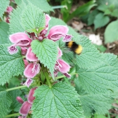 Bombus haematurus