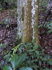 Caryodendron amazonicum