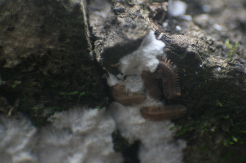 Platydesmus mexicanus
