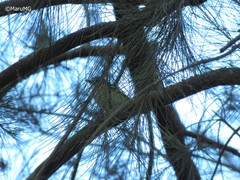 Vireo solitarius