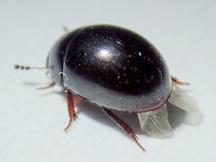 Coelostoma orbiculare