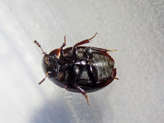 Coelostoma orbiculare