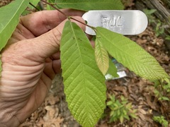 Castanea pumila