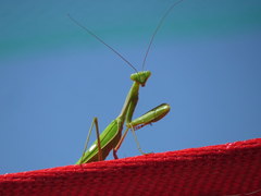 Sphodromantis viridis