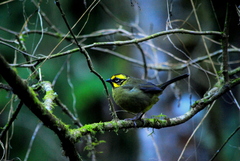 Atlapetes citrinellus