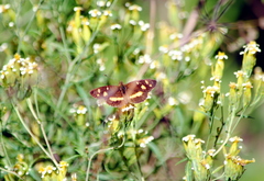 Telenassa berenice
