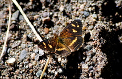 Telenassa berenice