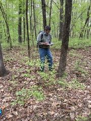 Castanea pumila